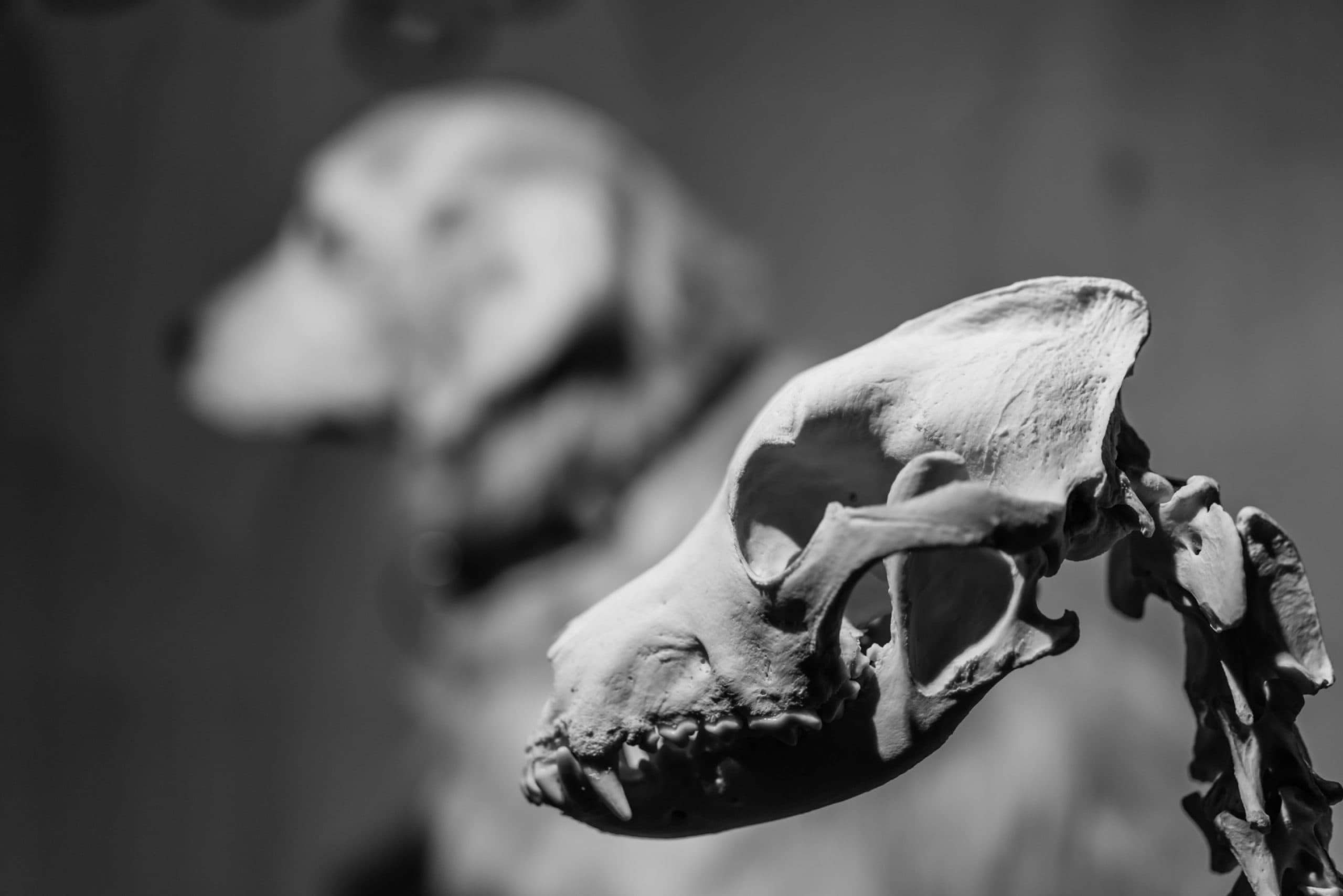 Veterinary neuroanatomy