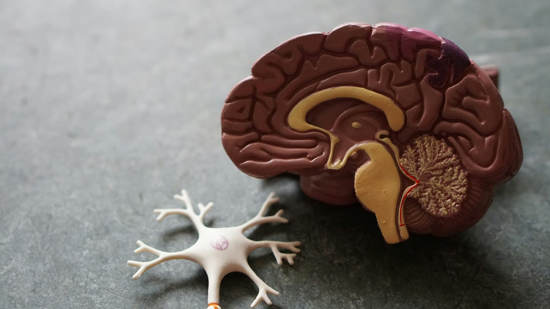Brain anatomy model with neuron — veterinary neurology